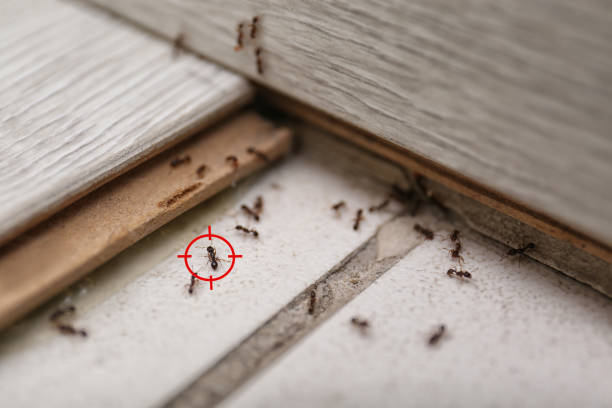 Best Pest Inspection Near Me  in Hamburg, NJ