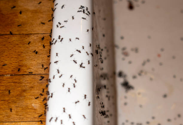 Best Pest Prevention Services  in Hamburg, NJ
