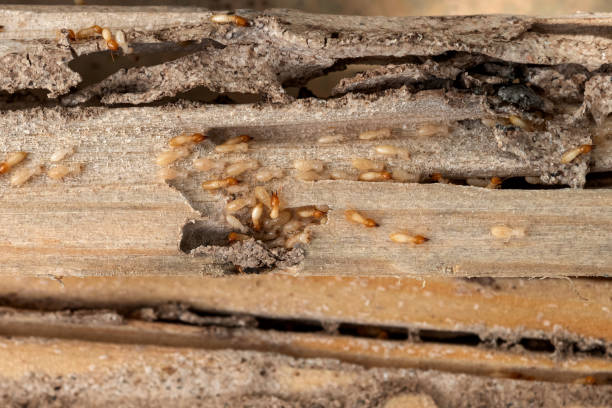 Best Residential Pest Control  in Hamburg, NJ